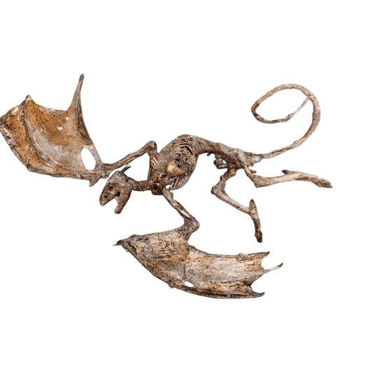 Mummified Baby Dragon Prop