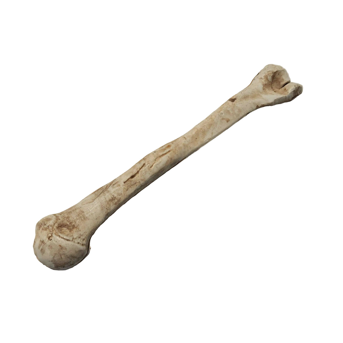 Realistic Bones