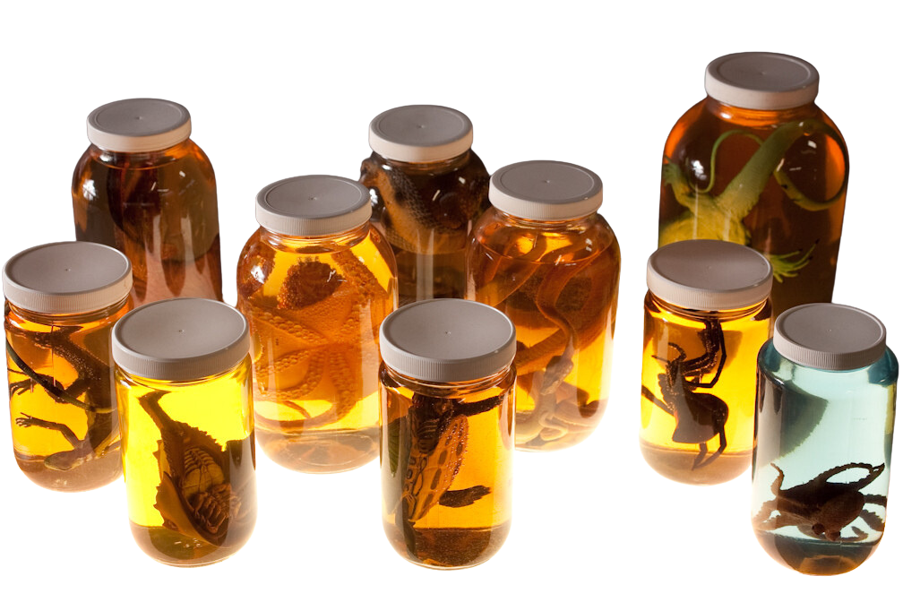10 Piece Replica Specimen Jar Assortment | Haunted House Prop NYC | Halloween Prop Store