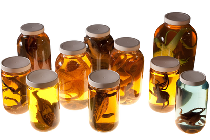 10 Piece Replica Specimen Jar Assortment | Haunted House Prop NYC | Halloween Prop Store